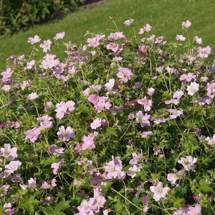 Geranium Dreamland