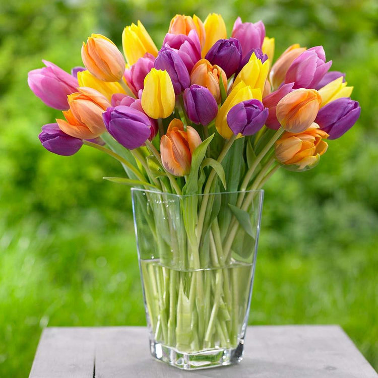 A large bouquet of Bright Mix triumph tulips in a glass vase featuring flowers that are orange, yellow, purple and pink.