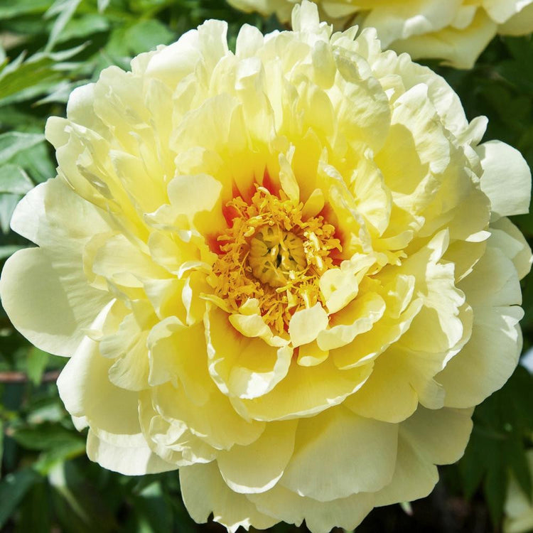 Peony Itoh Bartzella (Spring)