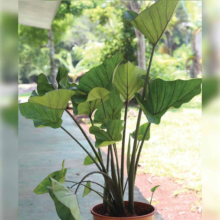Colocasia elephant ears Tea Cup growing in an outdoor container on a deck or patio.