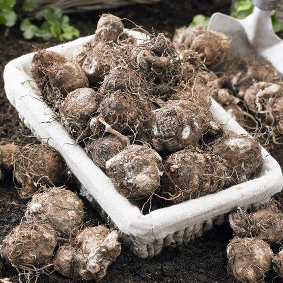 Healthy caladium tubers ready for spring planting in a garden, landscape or container.