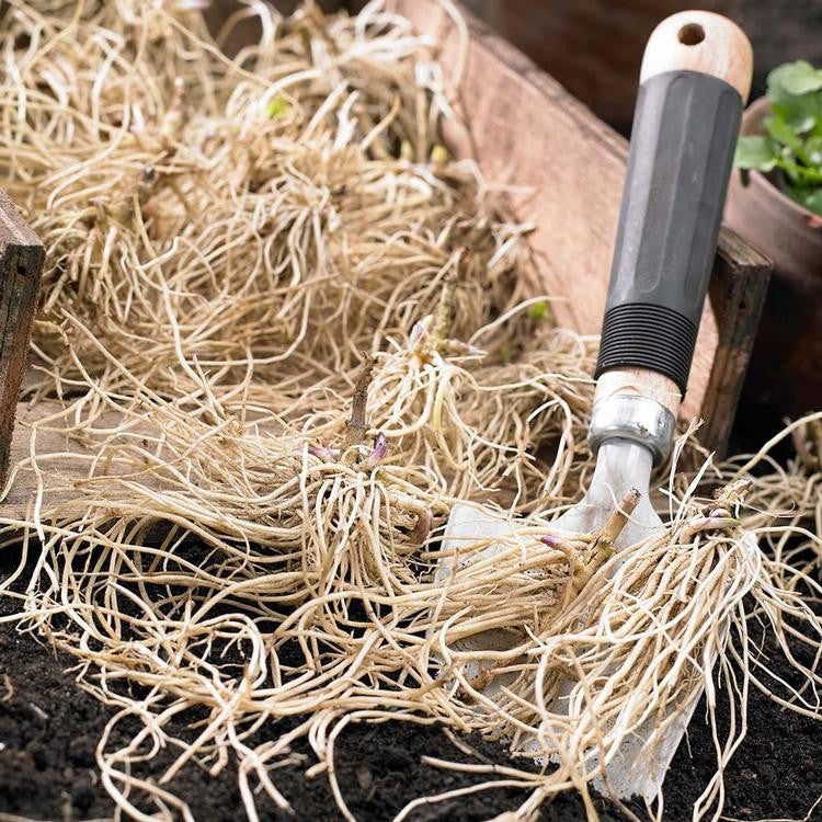 Phlox Paniculata Mix - Bulk Offer