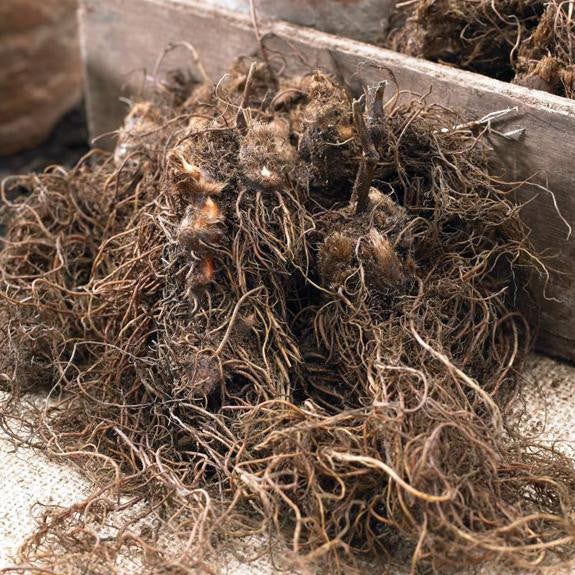 Astilbe Arendsii Mix - Bulk Offer