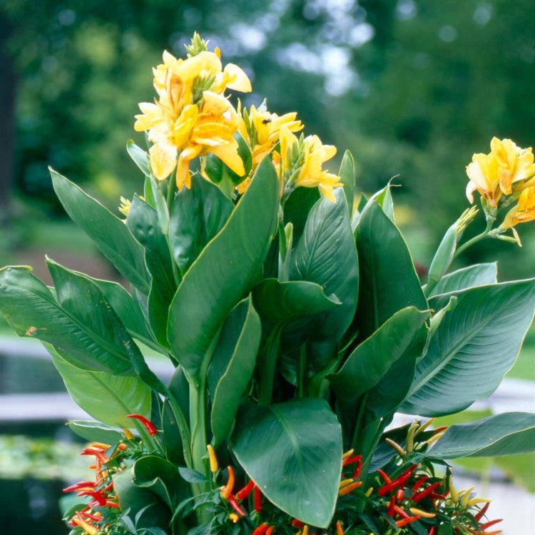 The tropical foliage and bright yellow flowers of canna Banana Punch growing in a large container with ornamental peppers.