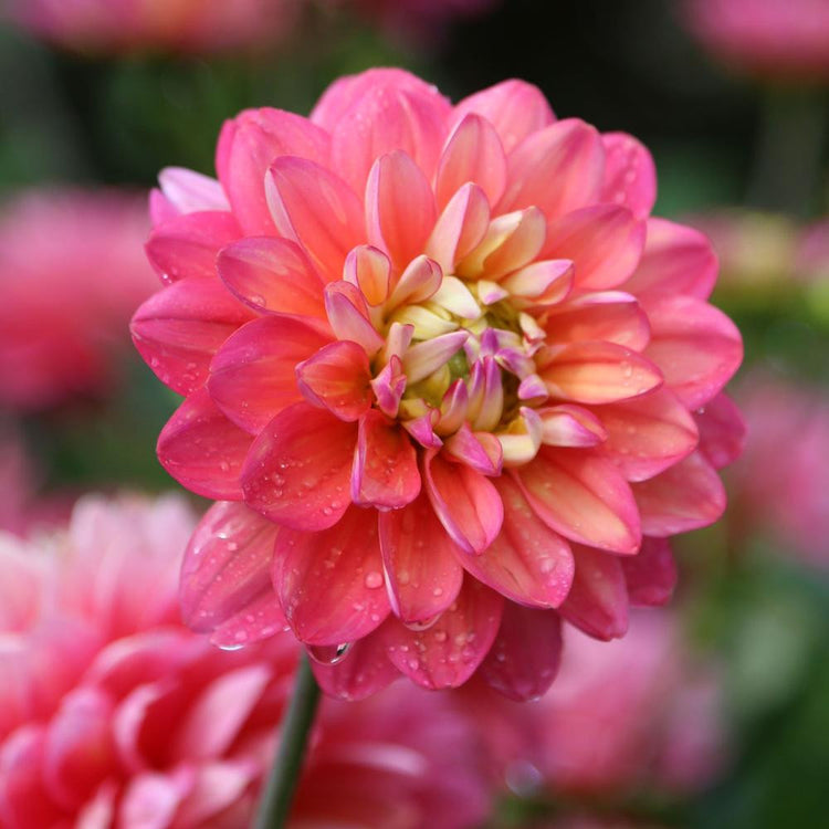 Border dahlia Melody Pink Allegro, highlighting a single bright pink blossom in a sunny summer flower garden.