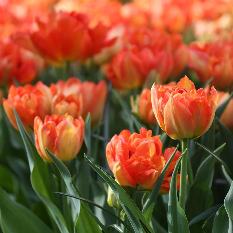 Tulip Double Early Monte Orange