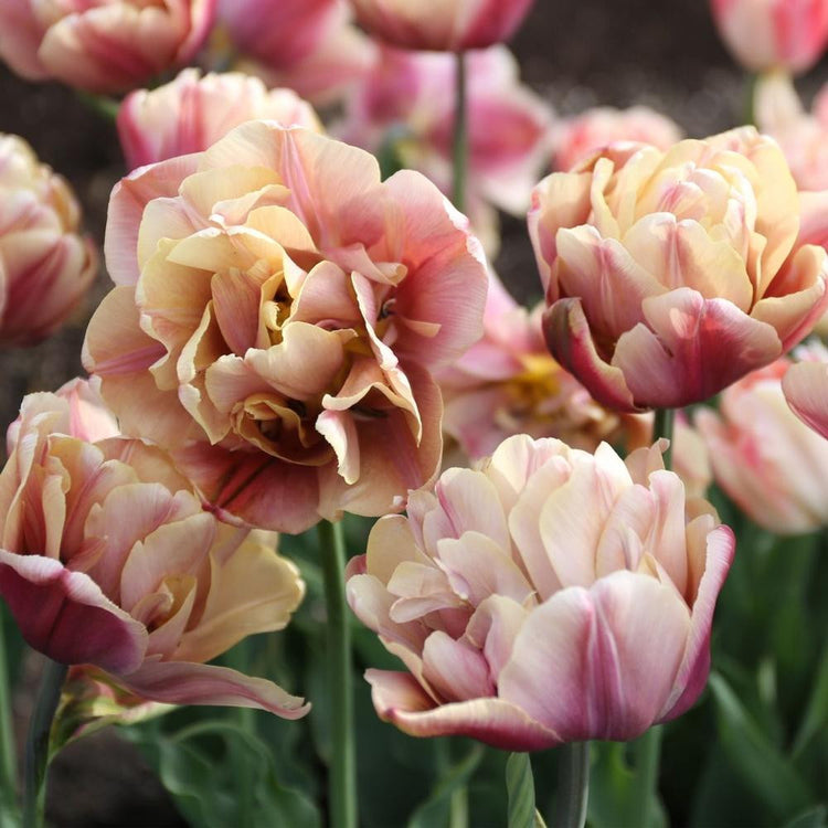 Garden scene of double late tulip La Belle Epoque showing group of full open flowers in colors of rose, caramel and cream.