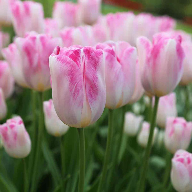 A flower bed filled with the two-tone, flamingo pink and snow-white blossoms of Triumph tulip Infinity.