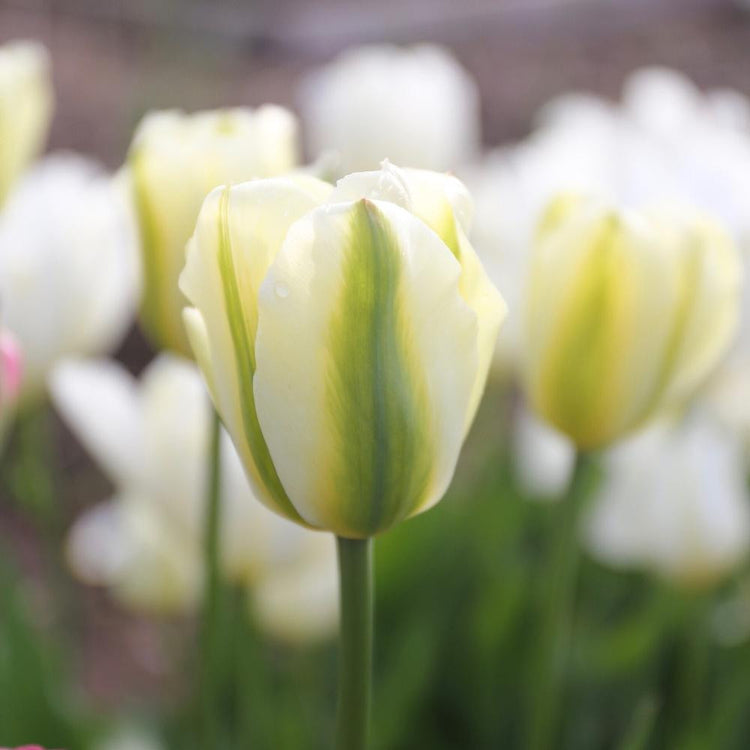 Triumph tulip Green Spirit in a spring garden highlighting this two-tone flower's ivory petals with bold green markings.