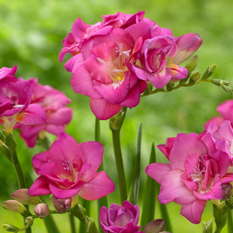 A group of double freesias with deep pink flowers.