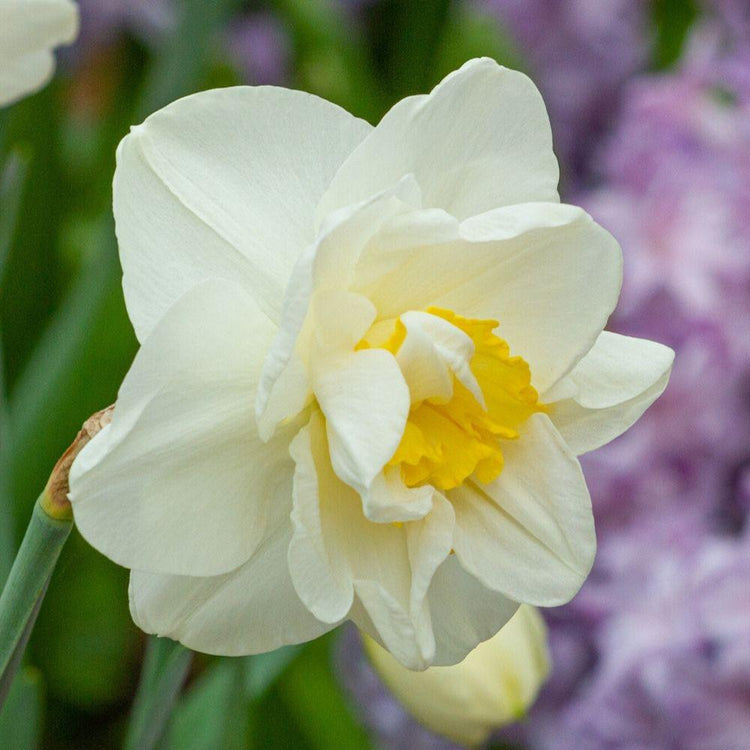 Daffodil Double White Lion