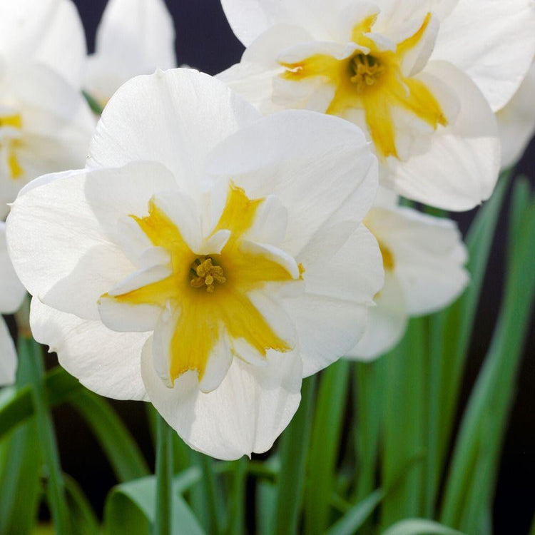 Daffodil Split Corona Lemon Beauty