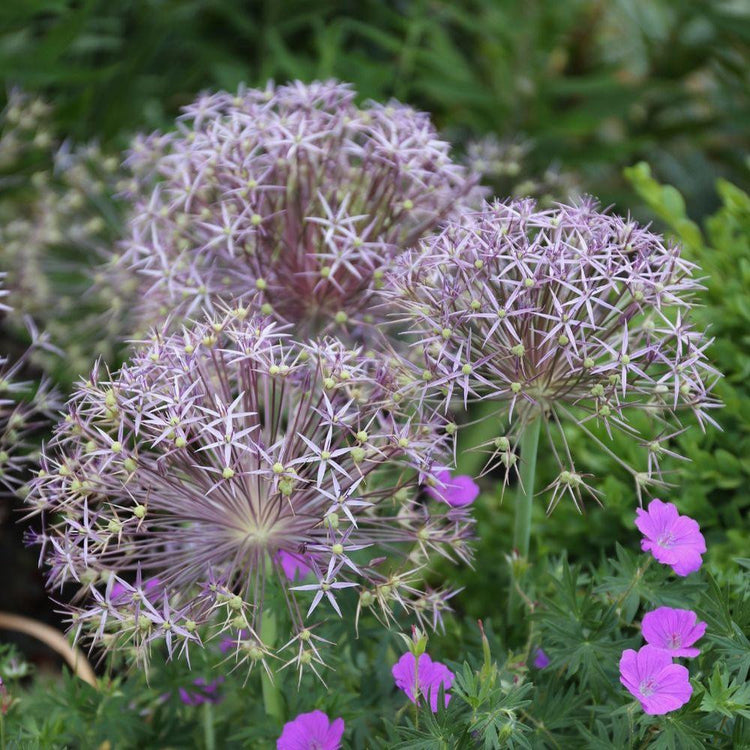 The silvery-purple flowers of allium christophii blooming in a late spring flower garden.