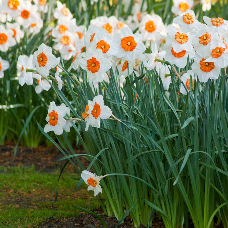 A garden bed filled with the large cupped daffodil Professor Einstein, showing the flowers' white petals and deep orange cups.