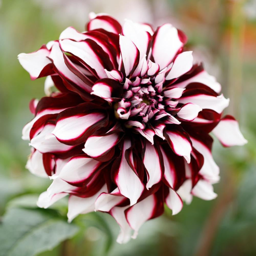 Dahlia Dinnerplate Tartan - 2 tuber clumps - Longfield Gardens