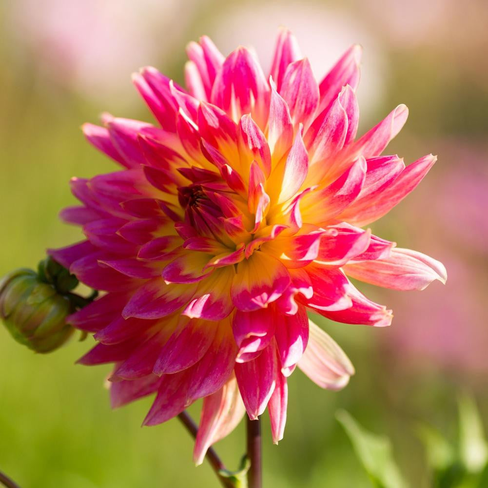 Dahlia Decorative Magic Sunrise - 3 tubers - Longfield Gardens