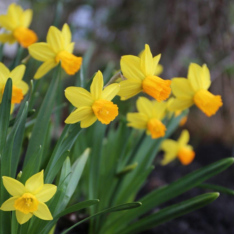 A planting of Jetfire daffodils, showing the yellow petals and orange cups of this outstanding, miniature Cyclamineus narcissus.