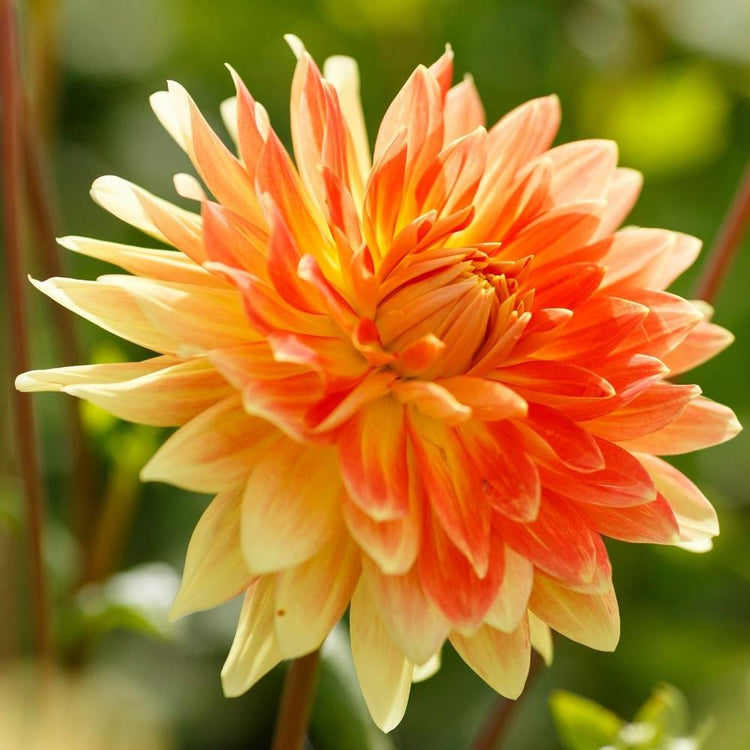 One blossom of the decorative dahlia Motto, showing this variety's striking bicolor petals that are a blend of buttery yellow and orange.