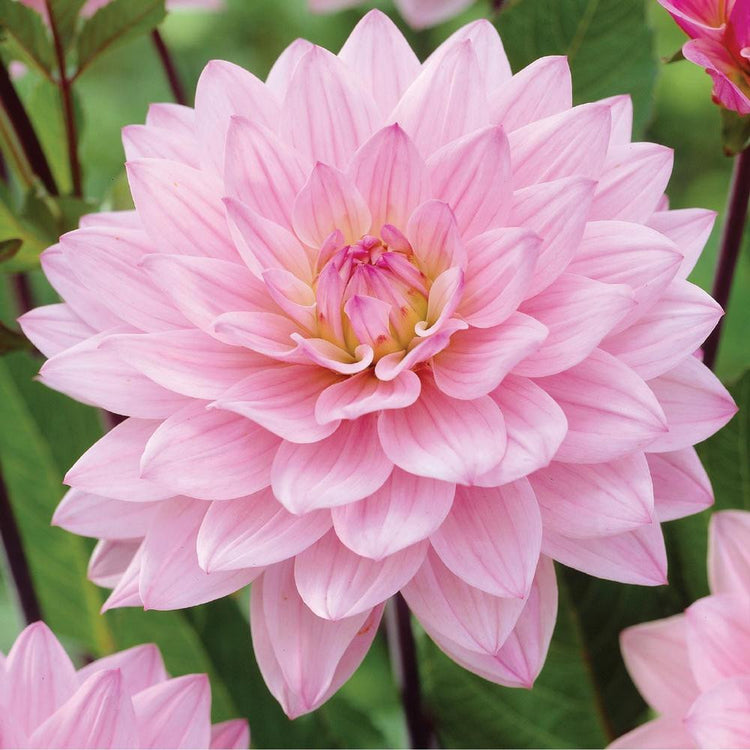 One blossom of dahlia Karma Prospero, showing this variety's lovely light pink and dark pink flowers.