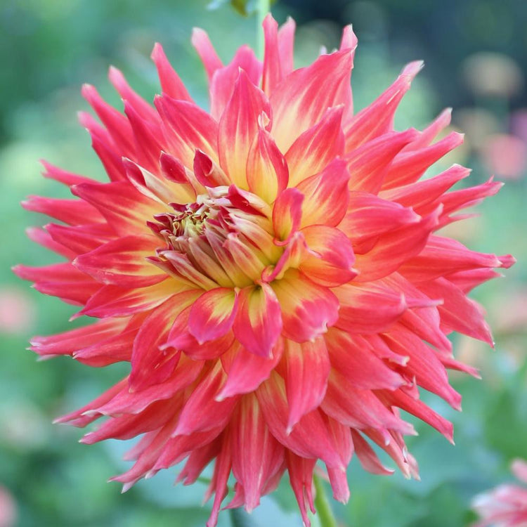 One flower of dinnerplate dahlia Fired Up, showing this variety's quilled petals and vibrant red-orange and yellow blossoms.