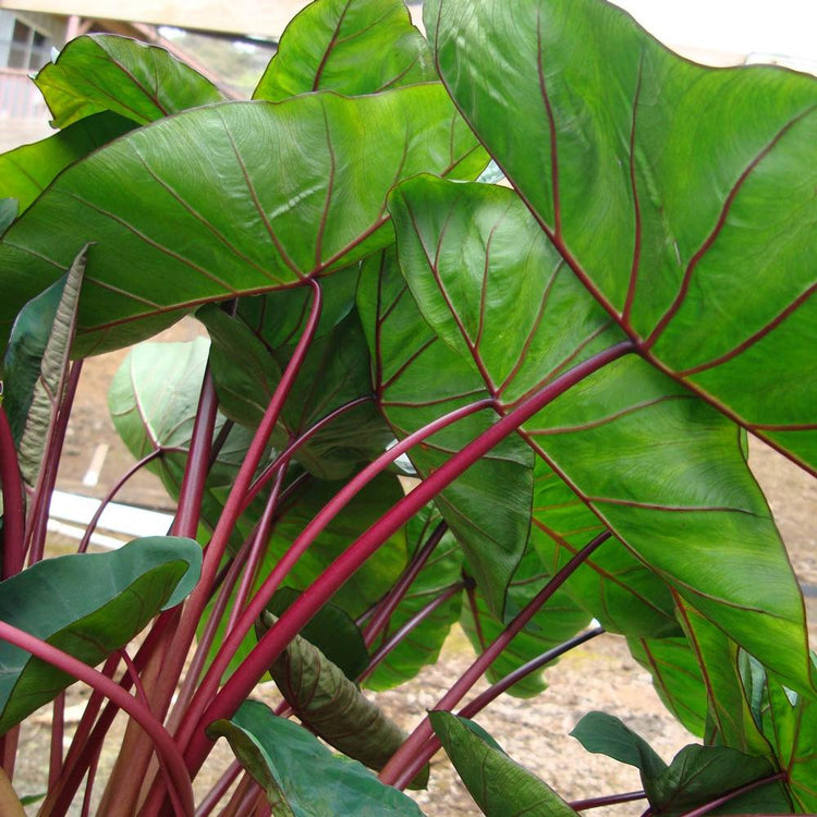 Looking under the leaves of Colocasia esculenta Hawaiian Punch, showing the red stems and deep green leaves of these impressive elephant ears.