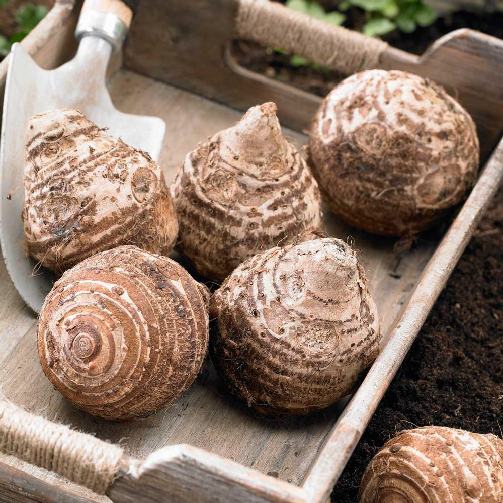 Colocasia Esculenta Aloha - 1 bulb - Longfield Gardens