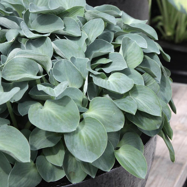 Hosta Small Leaf Blue Mouse Ears