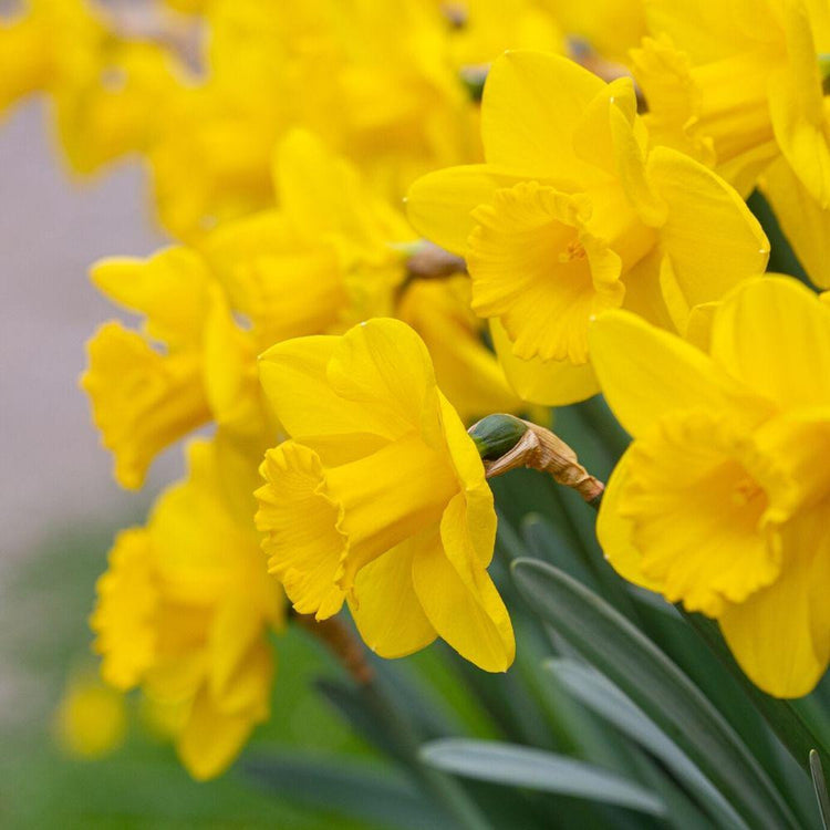A group of bright yellow Dutch Master daffodils viewed from the side to accentuate this variety's large flowers and prominent cups.
