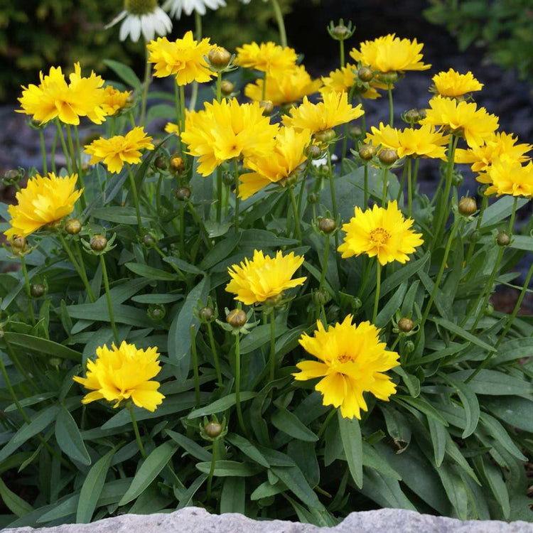 Coreopsis Grandiflora Presto