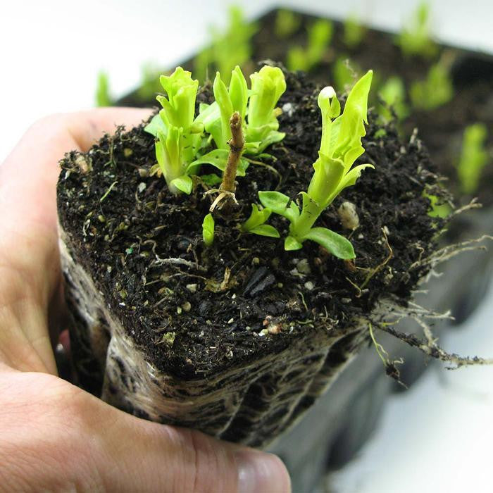 Fern Anthyrium x Ghost Fern