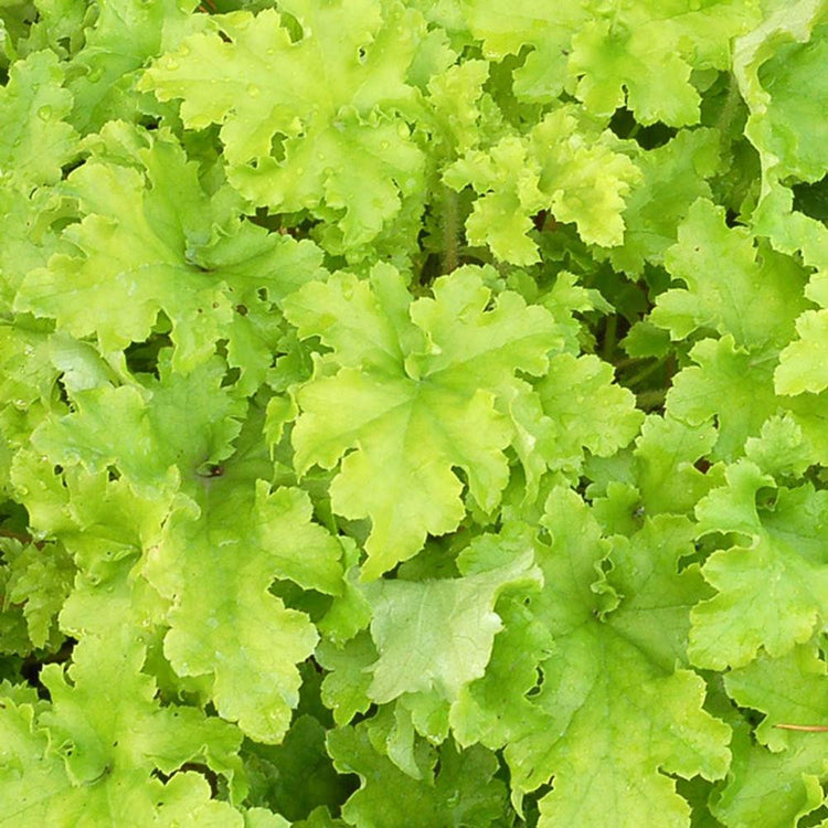 Heuchera Lime Marmalade