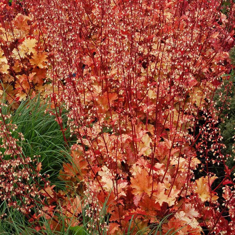Heuchera Marmalade