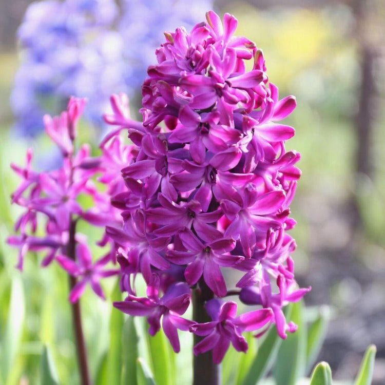 Side view of one raspberry-purple flower of Hyacinth orientalis Woodstock, blooming in a spring garden.