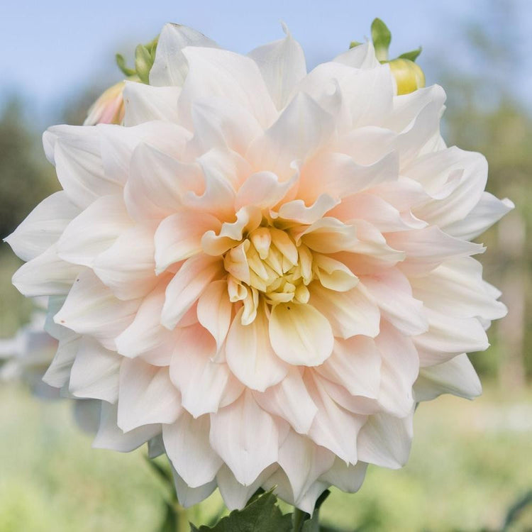 Dinnerplate dahlia Breakout, showing a single flower with cream and pale pink petals and a pale yellow center.