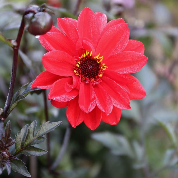 Dahlia Bishop of Llandaff, showing one, brilliant red blossom with a black center, against dark foliage.