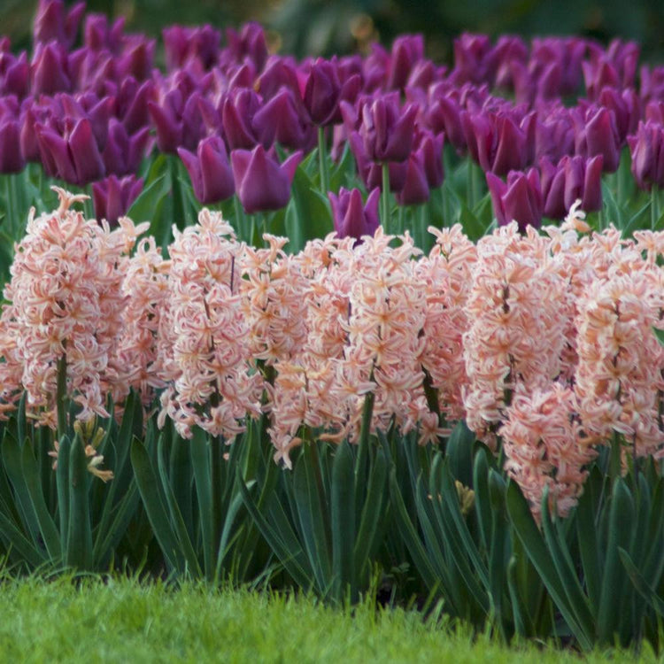 A large garden bed filled with coral-pink hyacinth Gypsy Queen in full bloom.