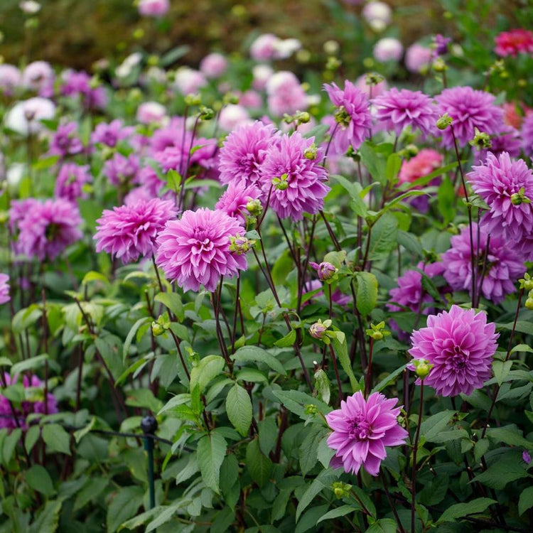 A large garden bed filled with dinnerplate dahlia Lilac Time, featuring dozens of big flowers with lavender and lilac petals.