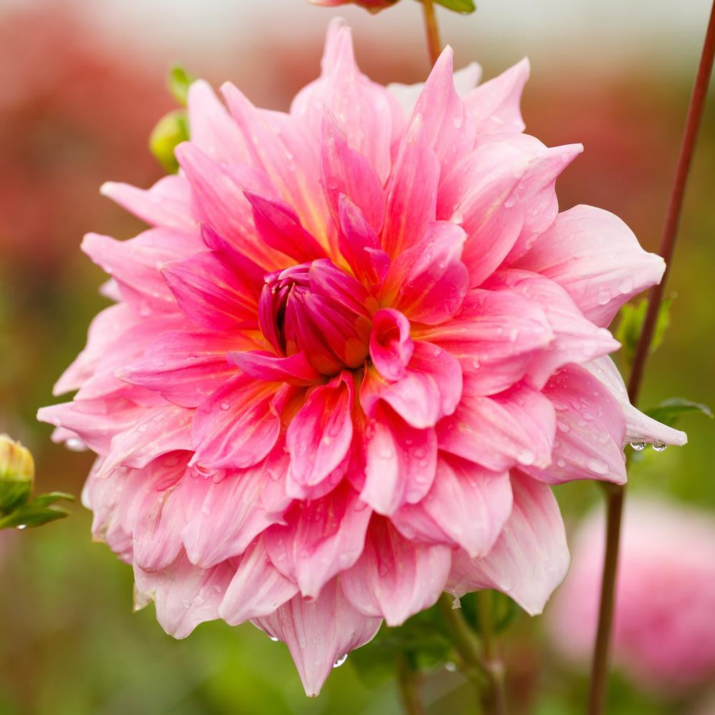 Dahlia Dinnerplate Otto's Thrill - 2 tuber clumps - Longfield Gardens