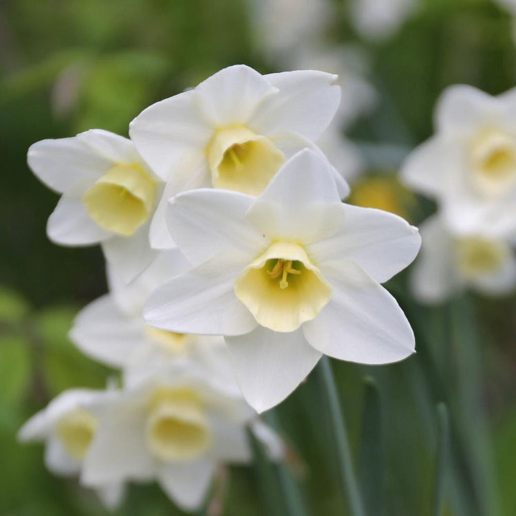 Fragrant jonquilla daffodil Silver Smiles in a spring garden, highlighting this variety's petite, pure white flowers with short, pale yellow cups.