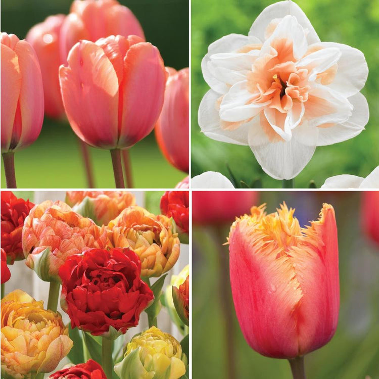 Four types of spring-blooming flower bulbs, featuring daffodil Dennashaugh with tulips Apricot Impression, Lambada and Gudoshnik Double.