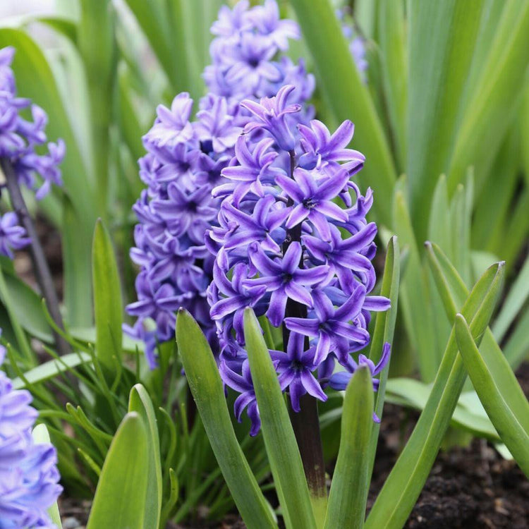 The purple-blue flowers of hyacinth orientalis Blue Jacket.