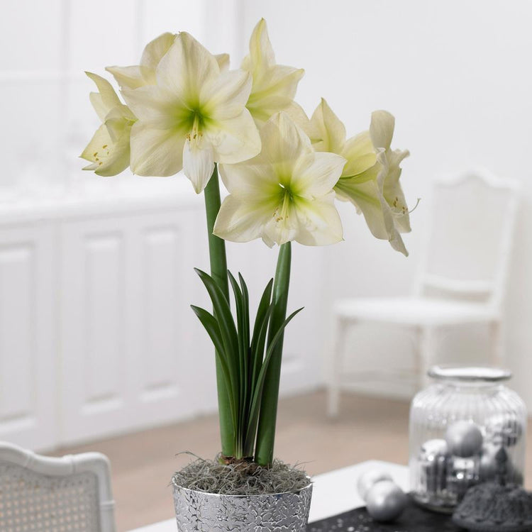 Amaryllis Single Lemon Star 34/36cm