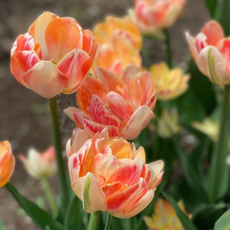 Charming Beauty double late tulips in a garden showing three flowers with creamy white, yellow and apricot petals.