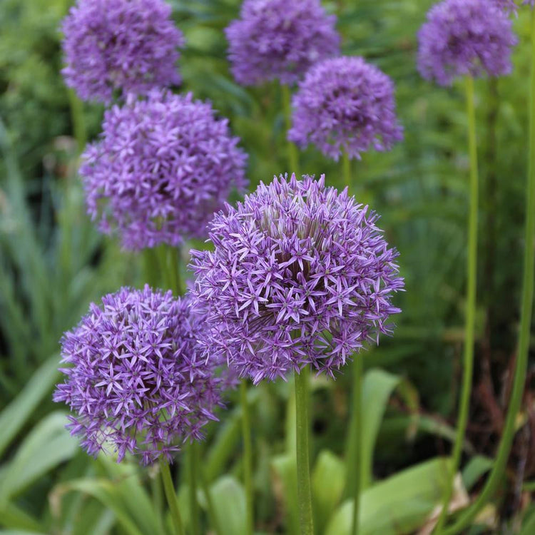 Multiple flowers of giant allium Gladiator in a late spring garden, showing the 6", violet-purple globes on tall stems.