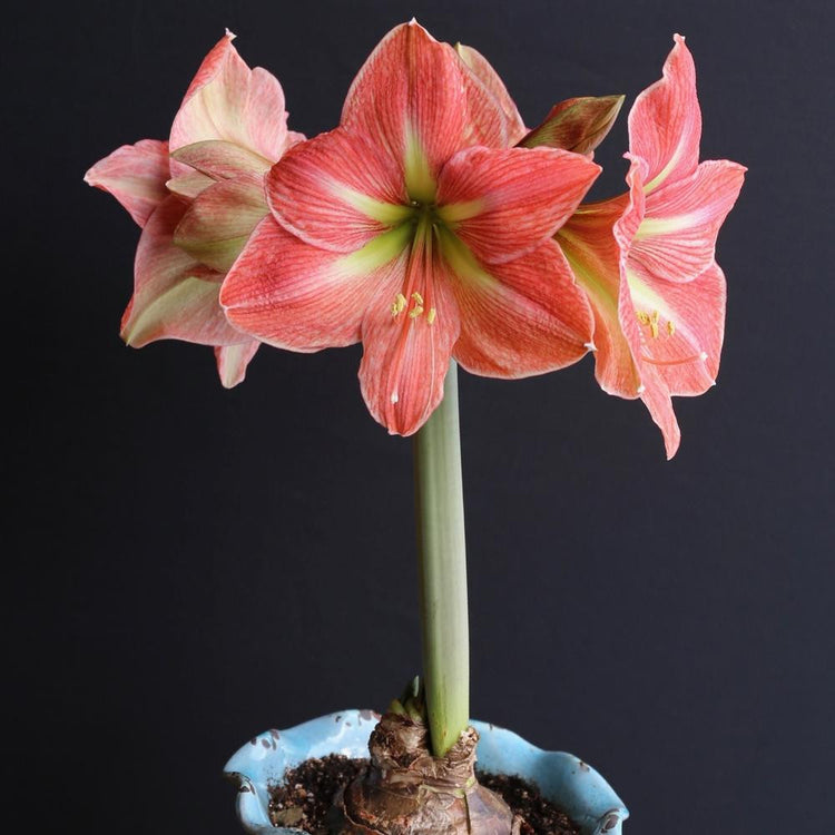 Amaryllis Terra Cotta Star blooming indoors against a black background.
