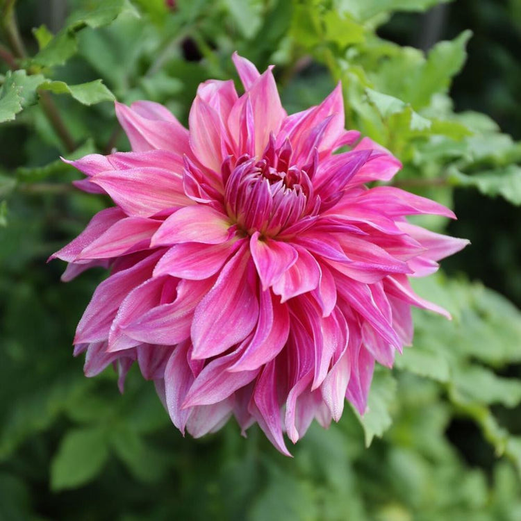 A single flower of dinnerplate dahlia Penhill Dark Monarch, showing the blossom's large size and rose, peach and violet color.
