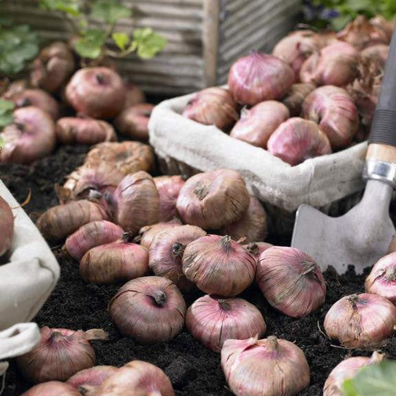 Gladiolus corms ready for spring planting in a flower garden.