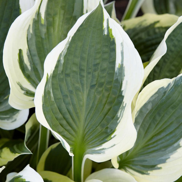 Hosta Medium Leaf Minuteman