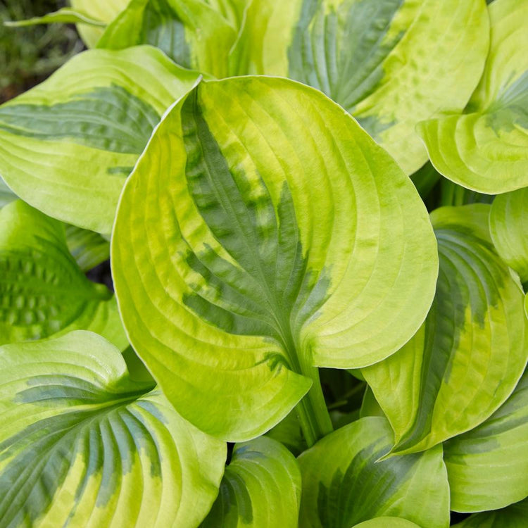 Hosta Medium Leaf Summer Lovin'