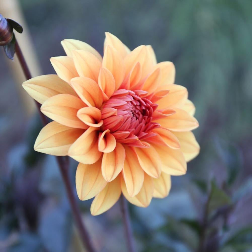 Dahlia Decorative David Howard - 2 tuber clumps - Longfield Gardens